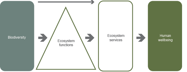 The diagram shows that by contributing to ecosystem functions and ecosystem services, biodiversity contributes to human wellbeing.