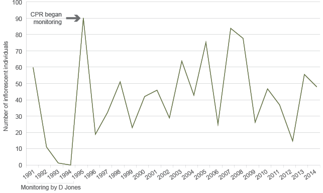 The graph shows that Tarengo Leek Orchid recordings at Hall Cemetery have varied extremely widely across 1991–2014, with a weak overall increase.