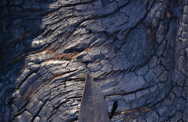 A close-up of scorched bark on a tree.