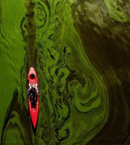 An aerial view of a red kayak paddling through the vivid green swirls of algae in lake water.