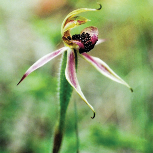 A delicate purple orchid.