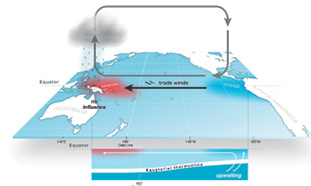 The diagram shows that in a neutral period in the El Niño-Southern Oscillation, cool trade winds move across the equatorial thermocline, warming as they go. Once they have warmed, they release rain over the Asia Pacific and rise, cooling as they go; they then circulate to begin the cycle again.