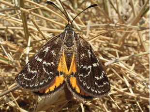 An orange and brown moth rests on dry grass.