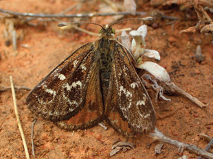A brown and orange moth is standing on red dirt.