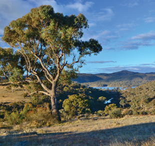 A scenic view of hills, gum tree and lakes.