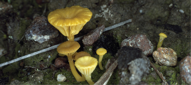 A close up of a yellow coloured fungus