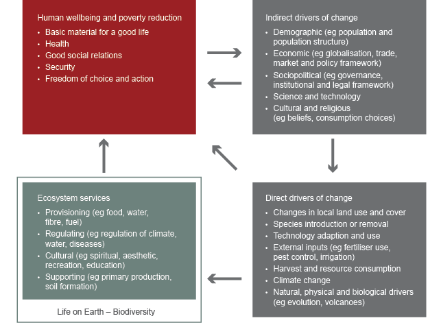 The diagram shows how indirect drivers of change (demographic, economic, socio-political, science and technology, cultural and religious) can affect direct drivers of change (changes in local land use and cover, specific introduction of removal, technology adaptation and use, external inputs, harvest and resource consumption, climate change, natural physical and biological drivers) and human wellbeing and poverty reduction (basic material for a good life, health, good social relations, security, freedom of choice and action). Direct drivers of change also affect ecosystem services (provisioning, regulating, cultural, supporting), which in turn can affect human wellbeing and poverty reduction, which is turn can affect indirect drivers of change.
