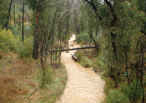 A creek running through bushland is running rapidly with opaque brown water.