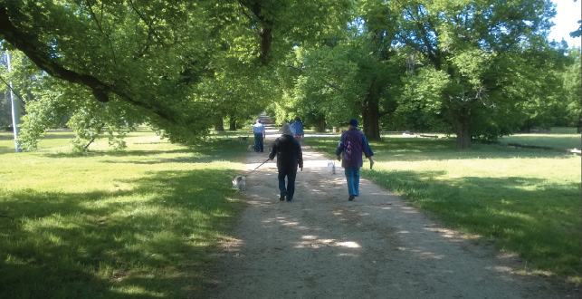 People walking dogs down a shaded gravel path in a park