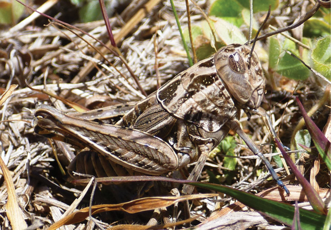 A brown grasshopper is sitting amongst twigs and leaf litter.