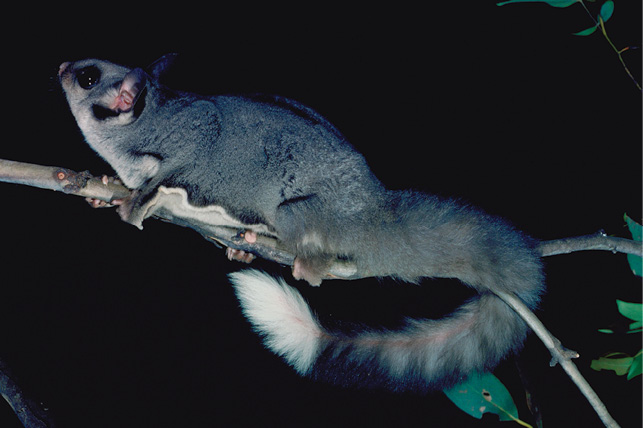 A Sugar Glider is holding onto a slender tree branch at night.