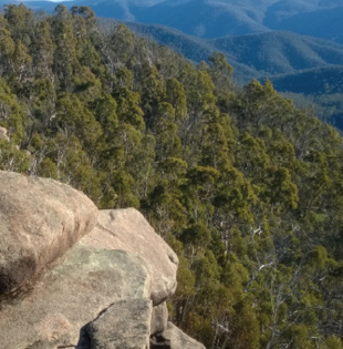 A mountainous landscape covered in dense eucalypt forest.
