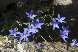 A cluster of small blue five-petal flowers