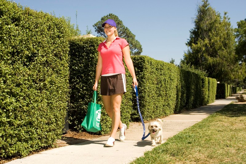 A young woman carrying a reusable shopping bag is walking her dog along a footpath next to a hedge.