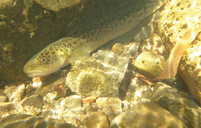 A long slim spotted fish is sheltering amongst rocks in clear shallow water.