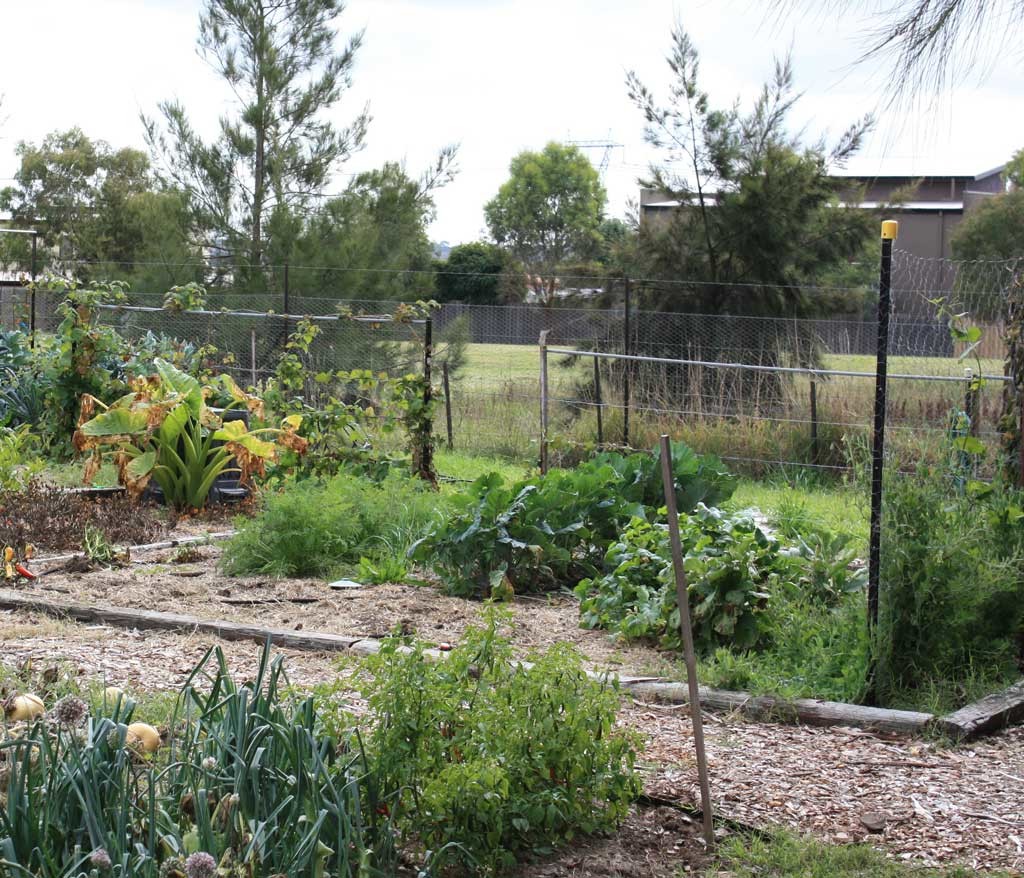 A variety of fruit and vegetables is grown at the Community Garden in Charnwood. Photo: ACT Government for both images