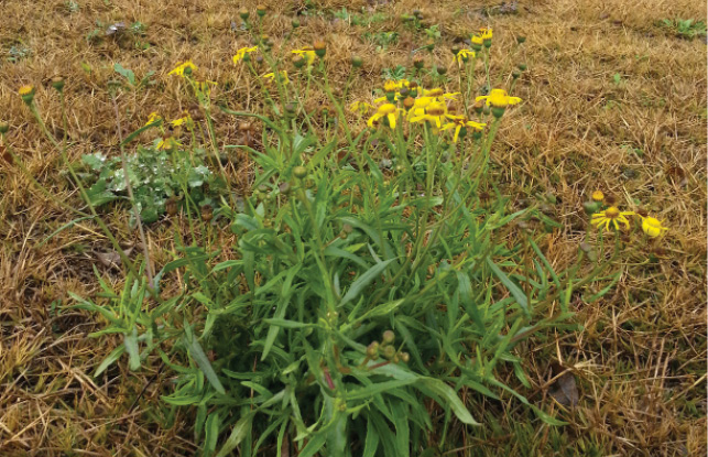 A small plant with simple yellow flowers, surrounded by mown grass.