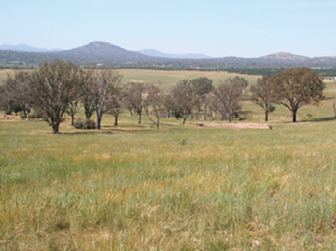 A small stand of trees is surrounded by an expanse of grassland. There are hills and urban development in the background.