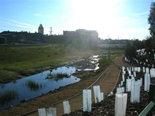 Burrangong Creek replanting