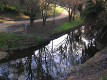 Burrangong Creek replantin