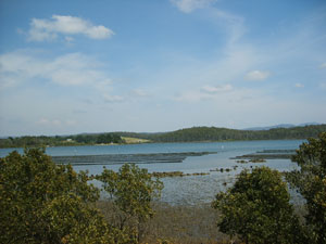 Merimbula Lake mangroves and oysters