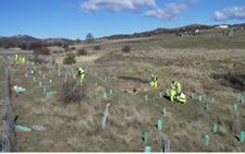 Revegetation work