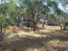 Upper Lachlan environment